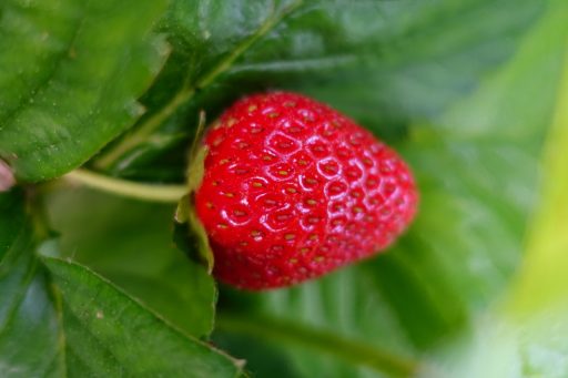 A perfect strawberry