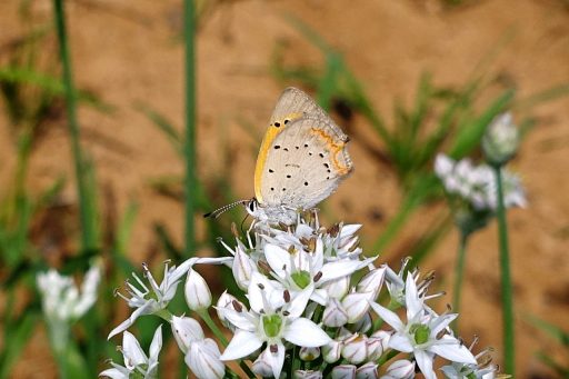 American Copper butterfly (Lycaena phlaeas)