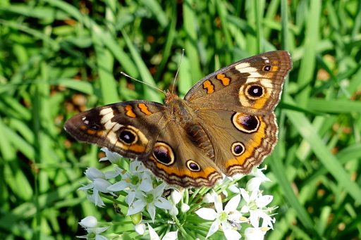 Common Buckeye butterfly (Junonia coenia)