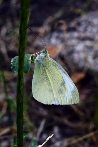 Cabbage White butterfly (Pieris rapae)