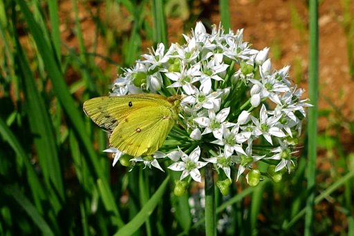 Orange Sulphur butterfly (Colias eurytheme)