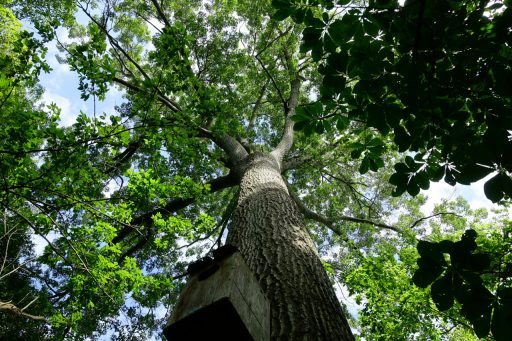 Tall oak tree