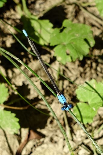 Blue-fronted Dancer damselfly (Argia apicalis)