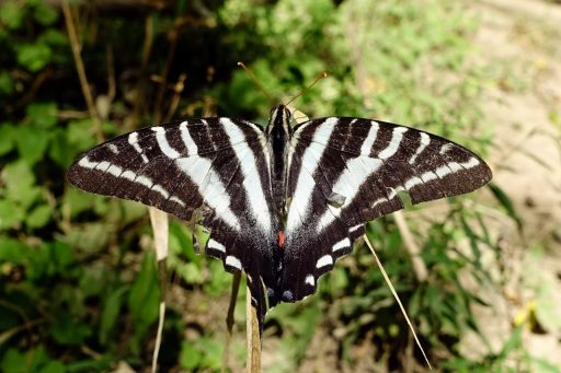 Zebra swallowtail butterfly (Eurytides marcellus)