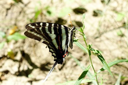 Zebra swallowtail butterfly (Eurytides marcellus)