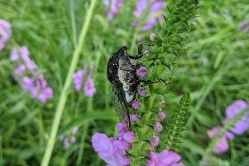 Cicada (Neotibicen sp.) on Obedient plant (Physostegia virginiana)