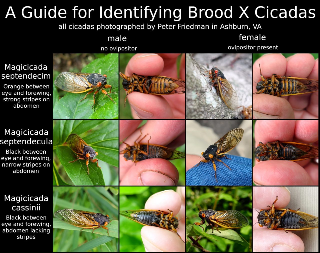 A Guide for Identifying Brood X Cicadas The Clockwork Orrery Blog